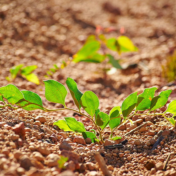 seed germination