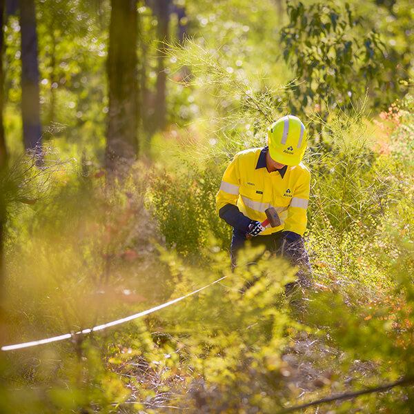 forest flora